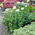 Hlaváč kaukazský (Scabiosa caucasica) 'PERFECTA ALBA' - kont. C2L